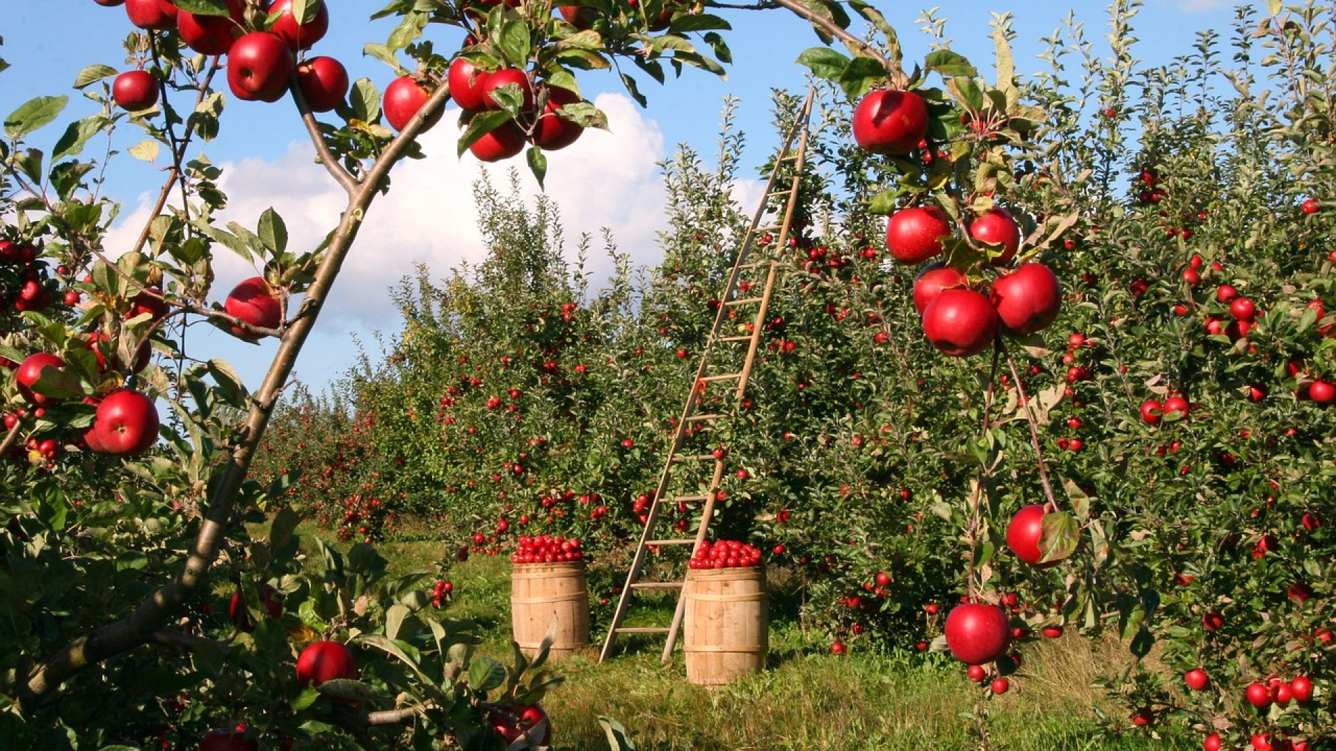 Acheter une échelle de meunier en bois : les avantages